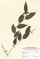 藏品(臺灣寶鐸花)的圖片